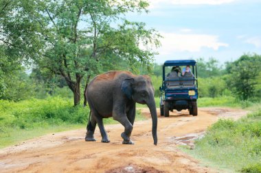 Udawalawe, Sri Lanka - 15 Aralık 2017: Filler açık turist grubunun Udawalawe Milli Parkı'nda-Sri Lanka üzerinde 15 Aralık 2017 tarafından geçiyor