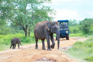 Udawalawe, Sri Lanka - 15 Aralık 2017: Filler açık turist grubunun Udawalawe Milli Parkı'nda-Sri Lanka üzerinde 15 Aralık 2017 tarafından geçiyor