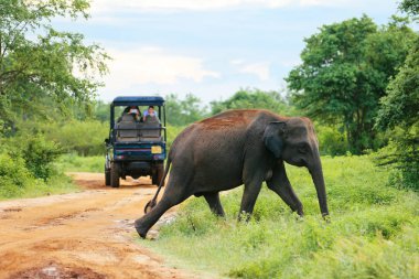 Udawalawe, Sri Lanka - 15 Aralık 2017: Filler açık turist grubunun Udawalawe Milli Parkı'nda-Sri Lanka üzerinde 15 Aralık 2017 tarafından geçiyor