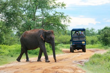 Udawalawe, Sri Lanka - 15 Aralık 2017: Filler açık turist grubunun Udawalawe Milli Parkı'nda-Sri Lanka üzerinde 15 Aralık 2017 tarafından geçiyor