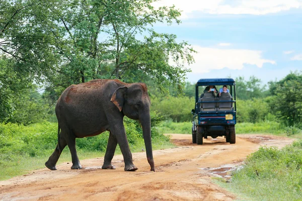 Udawalawe, Sri Lanka - 15 Aralık 2017: Filler açık turist grubunun Udawalawe Milli Parkı'nda-Sri Lanka üzerinde 15 Aralık 2017 tarafından geçiyor