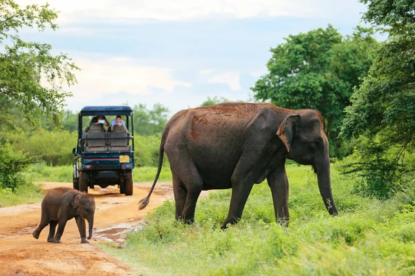 Udawalawe, Sri Lanka - 15 Aralık 2017: Filler açık turist grubunun Udawalawe Milli Parkı'nda-Sri Lanka üzerinde 15 Aralık 2017 tarafından geçiyor