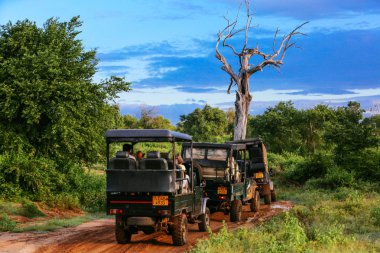 Udawalawe, Sri Lanka - 15 Aralık 2017: turistik bir jeep turu sırasında sabah Udawalawe Milli Parkı - Sri Lanka üzerinde 15 Aralık 2017'yapıyor.