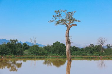 Sri Lanka etrafında şaşırtıcı doğa.