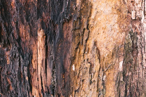 Textura Árvore Com Arte Mãe Natureza — Fotografia de Stock