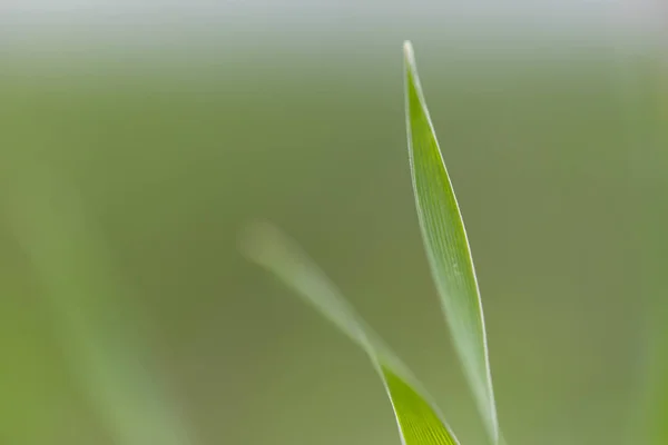 Closeup Nature View Green Leaf Blurred Dark Greenery Background — Stock Photo, Image