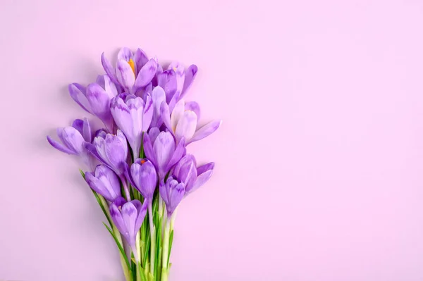 Lila Krokus Blommor Lila Bakgrund Uppfattat Utrymme Ett Platt Ligg — Stockfoto