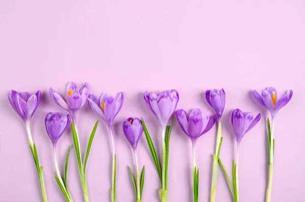 Composition of purple crocus flowers on purple background. Copy space. Flat lay. Top view.