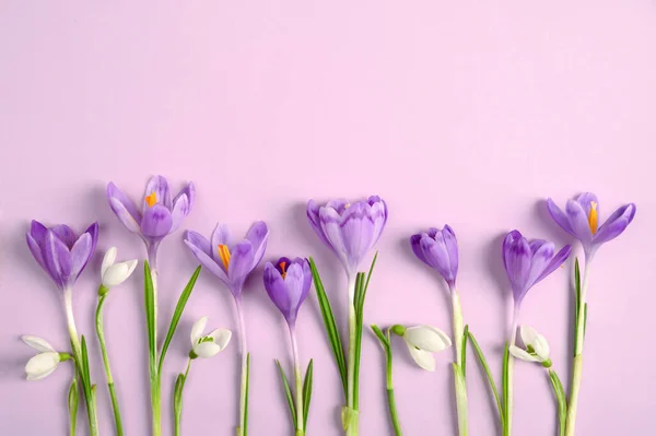 Sammansã Ttning Lila Krokus Blommor Med Snã Droppar Lila Bakgrund — Stockfoto