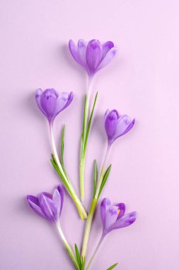 Mor arkaplandaki mor çiçek kompozisyonu. Düz yatıyordu. Üst görünüm.