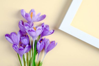 Mor krokus çiçeklerinin bileşimi ve sarı arkaplanda boş çerçeve. Uzayı kopyala Düz yatıyordu. Üst görünüm.