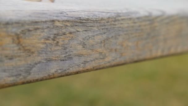 Anneaux de mariage sur surface en bois, symbole de mariage et de couple.
