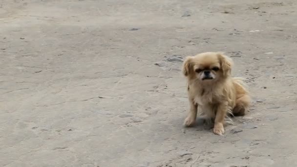 Küçük köpek uyanır — Stok video