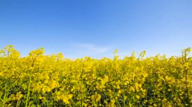 Çiçek açan kanola alan. Yaz closeup alanına tecavüz