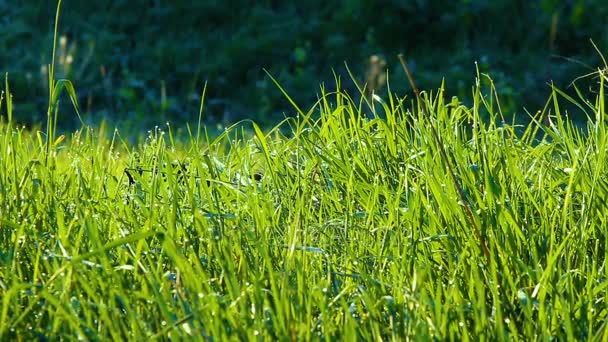 Herbe verte avec gouttes d'eau et rayons de soleil 
