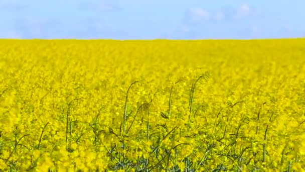 Ανθισμένα canola πεδίο. Βιασμός στο πεδίο στο καλοκαίρι κινηματογράφηση σε πρώτο πλάνο — Αρχείο Βίντεο