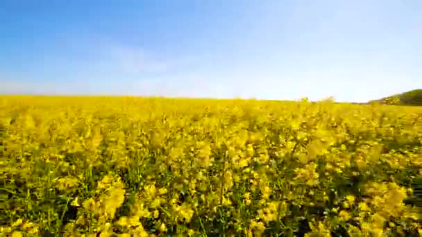 Champ de canola en fleurs. Viol sur le terrain en été gros plan 