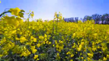 Çiçek açan kanola alan. Yaz closeup alanına tecavüz