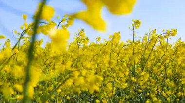 Çiçek açan kanola alan. Yaz closeup alanına tecavüz