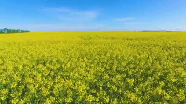 Vista aérea de los campos de violación en flor y el cielo azul . — Vídeo de stock