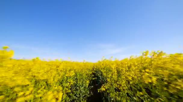 Champ de canola en fleurs. Viol sur le terrain en été gros plan 