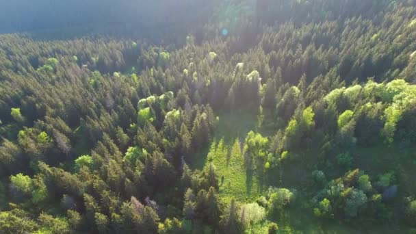 山区森林在日落的美丽鸟瞰图 — 图库视频影像