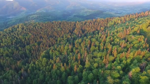 Schöne Luftaufnahme des Waldes in den Bergen bei Sonnenuntergang — Stockvideo