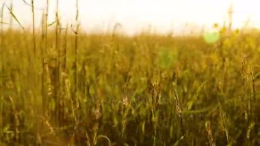 Yaz çim günbatımı çayır üzerinde kapatın