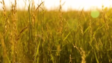 Yaz çim günbatımı çayır üzerinde kapatın