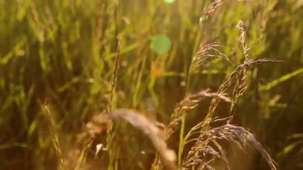 Закрыть летнюю траву на лугу на закате — стоковое видео