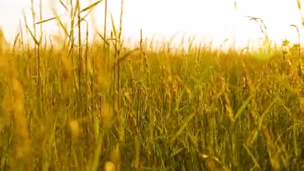 Chiudere l'erba estiva sul prato al tramonto — Video Stock
