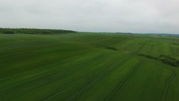 Groene tarwe veld luchtfoto — Stockvideo