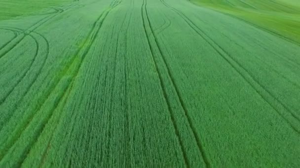 Campo de trigo verde tiro aéreo — Vídeo de stock