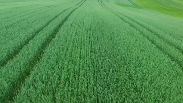 Green wheat field aerial shot — Stock Video