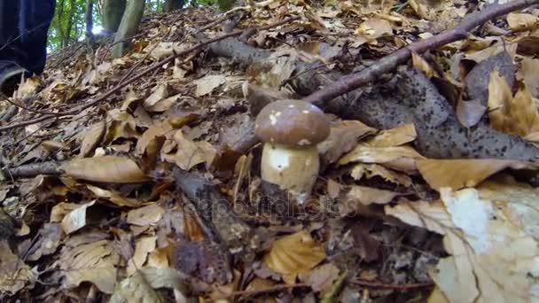 收集在夏季森林中的蘑菇 — 图库视频影像