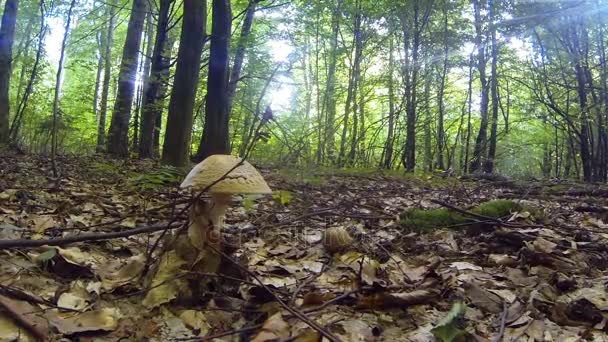 Het verzamelen van paddestoelen in zomer bos — Stockvideo