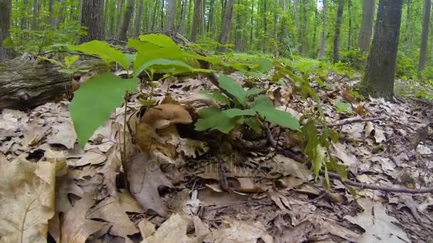 Recoger setas en el bosque de verano — Vídeos de Stock