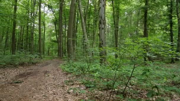 Człowiek na odkrywać jeździ w przeszłości w lesie — Wideo stockowe