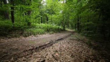 Orman yolu üzerinde sektörlerine kişini sabit cam görünümü