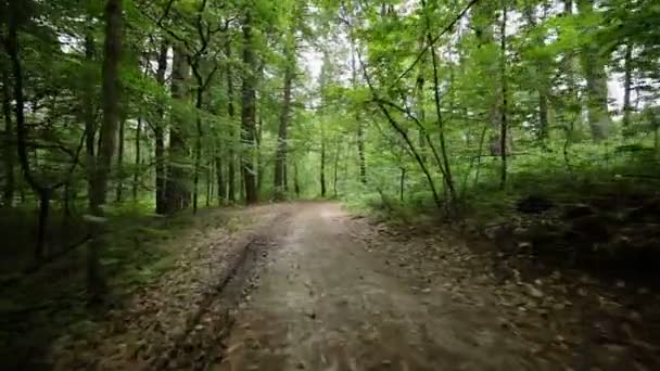 Estable cam vista del hombre montar en bicicleta en carretera forestal — Vídeo de stock