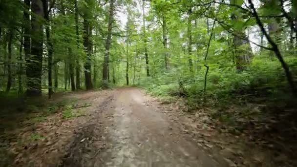 Stadig cam Visa människans ridning bycicle på skogsväg — Stockvideo