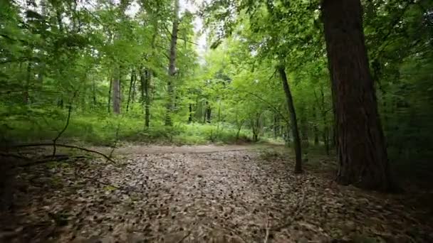 Стійкий вид на камеру людини, що їде по циклу на лісовій дорозі — стокове відео