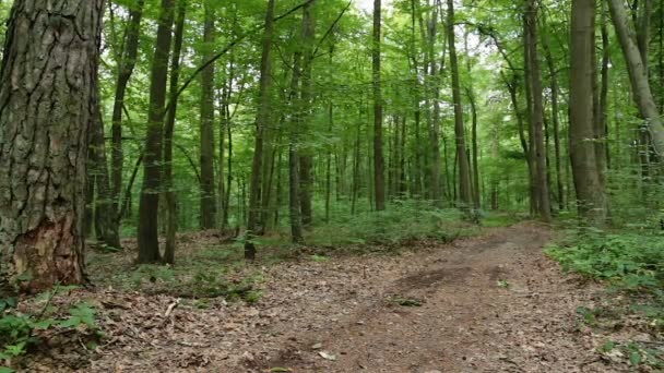 L'uomo in bicicletta cavalca passato nella foresta — Video Stock