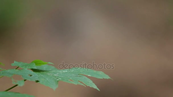 在自行车上骑着走在森林里 — 图库视频影像