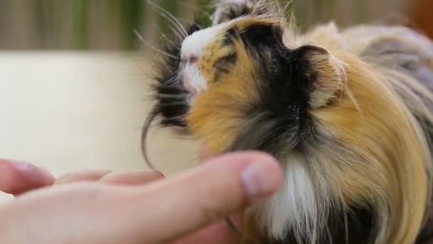 Red long hair guinea pig enjoying scratch hair — Stock Video