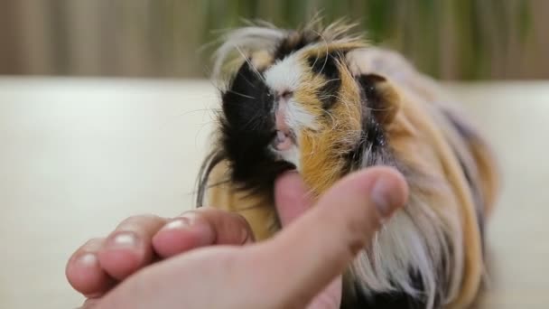 Rood lang haar cavia genieten van kras haren — Stockvideo