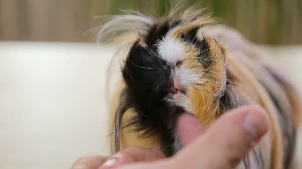 Red long hair guinea pig enjoying scratch hair — Stock Video