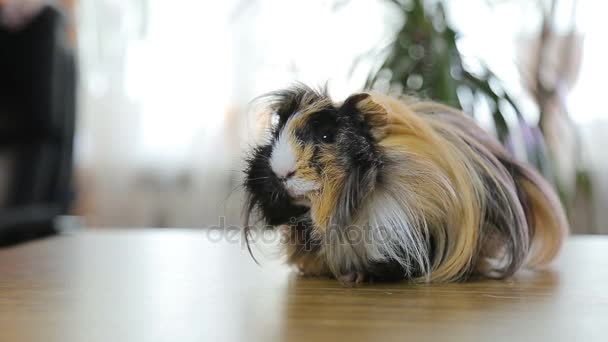 Red long hair guinea pig sit on table with wind — Stock Video