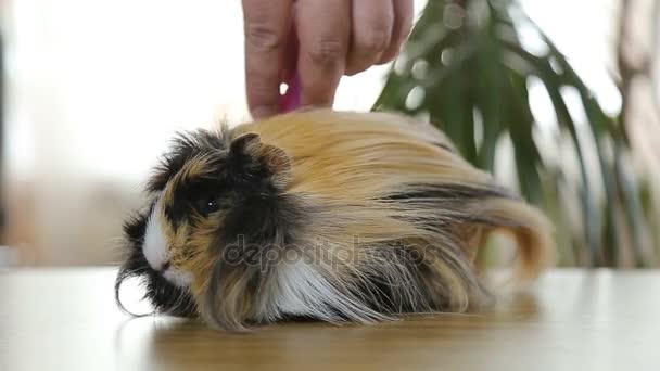 Big man's arm comb out red hair guinea pig — Stock Video