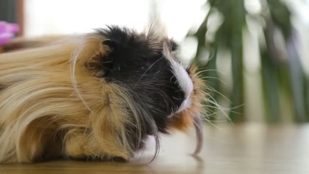 Big man's arm comb out red hair guinea pig — Stock Video
